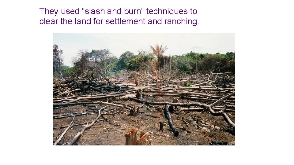 They used “slash and burn” techniques to clear the land for settlement and ranching.