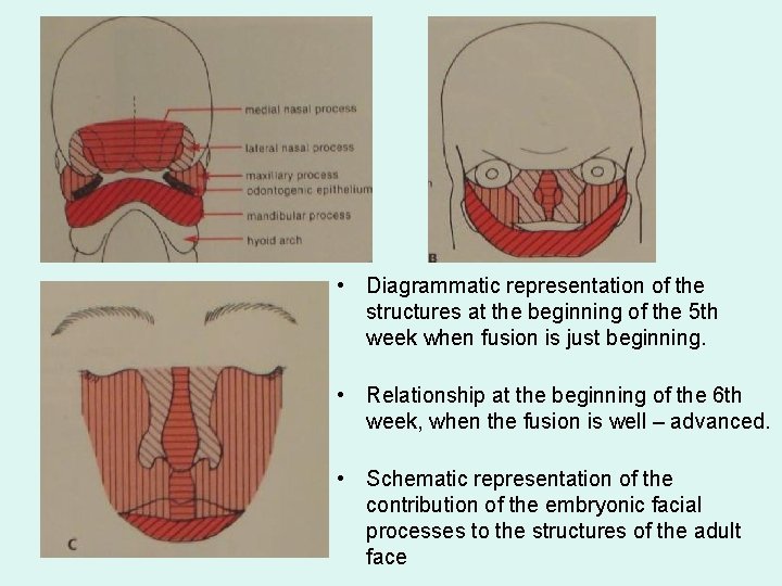  • Diagrammatic representation of the structures at the beginning of the 5 th