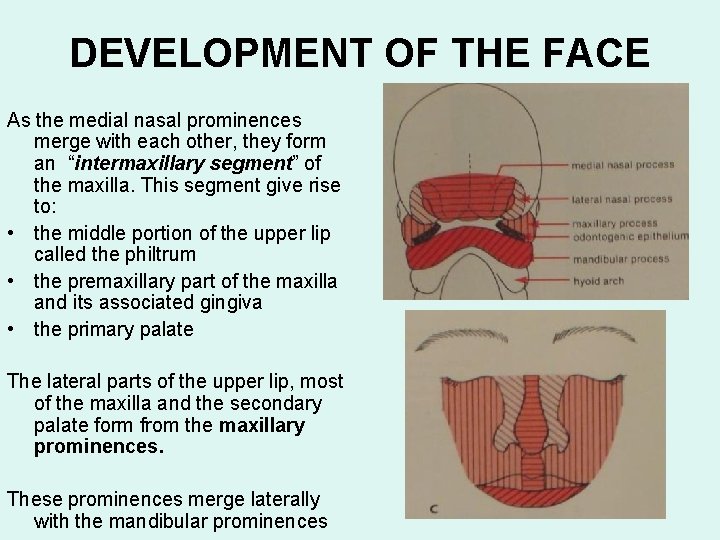 DEVELOPMENT OF THE FACE As the medial nasal prominences merge with each other, they