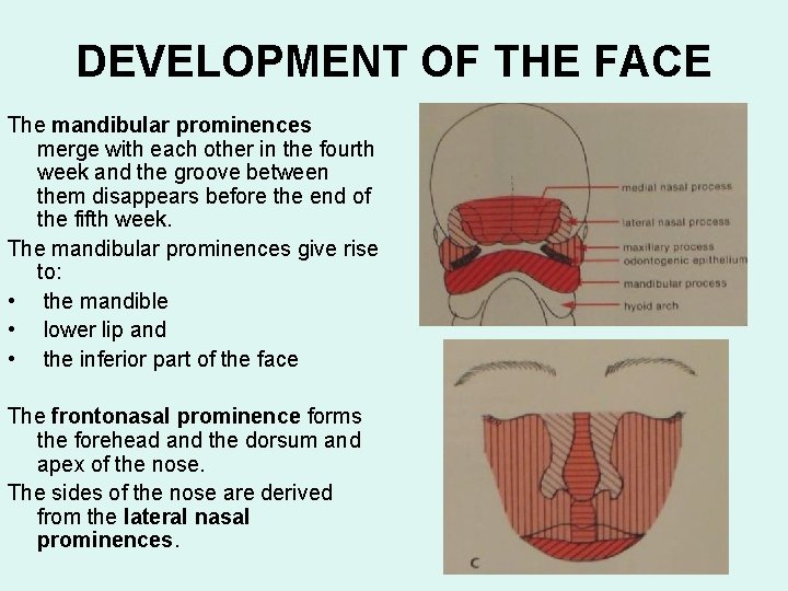 DEVELOPMENT OF THE FACE The mandibular prominences merge with each other in the fourth