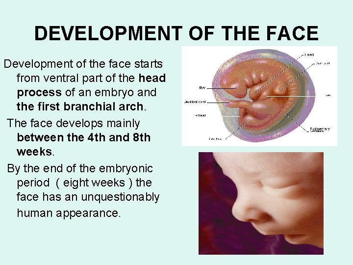 DEVELOPMENT OF THE FACE Development of the face starts from ventral part of the