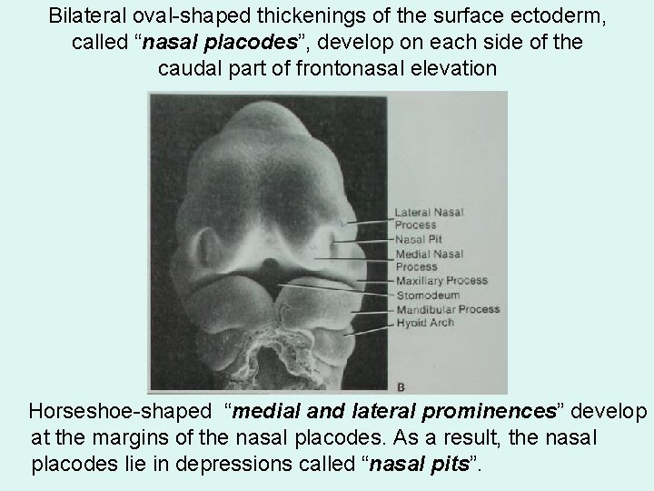 Bilateral oval-shaped thickenings of the surface ectoderm, called “nasal placodes”, develop on each side