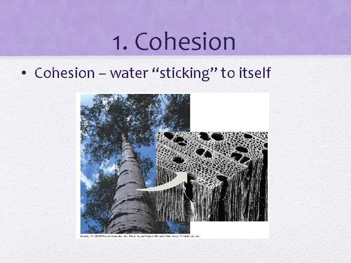 1. Cohesion • Cohesion – water “sticking” to itself 
