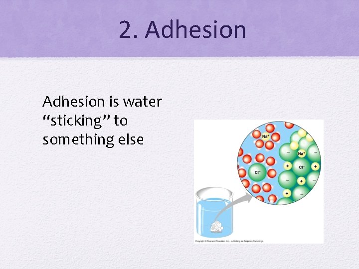 2. Adhesion is water “sticking” to something else 