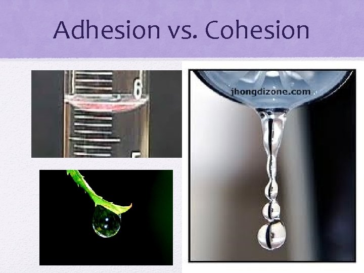 Adhesion vs. Cohesion 