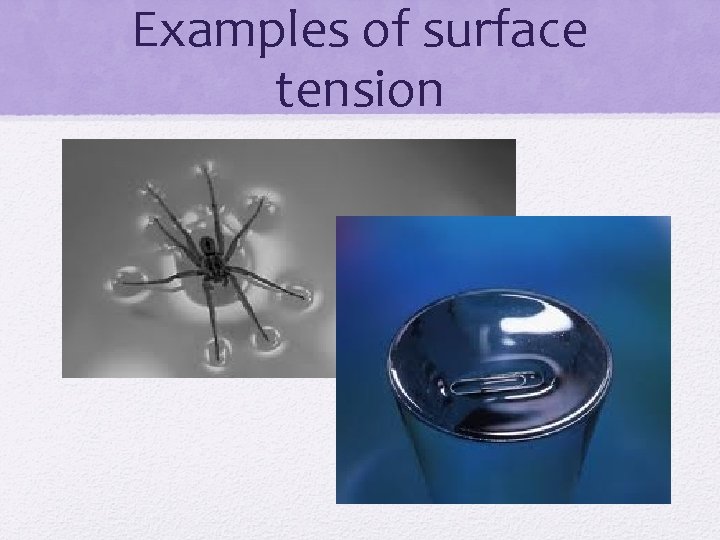 Examples of surface tension 