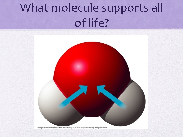 What molecule supports all of life? 