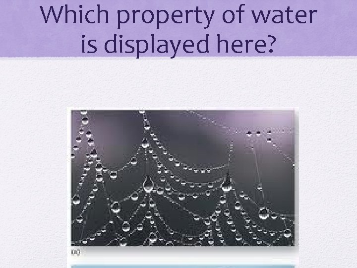 Which property of water is displayed here? 