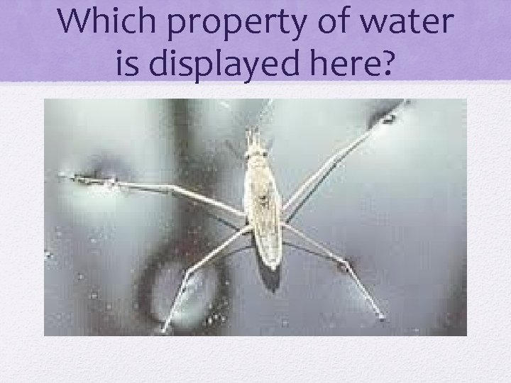 Which property of water is displayed here? 