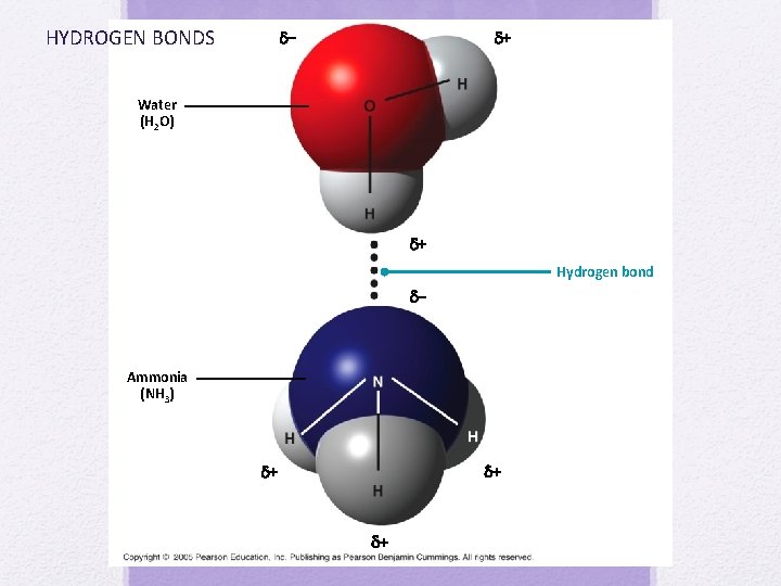 HYDROGEN BONDS – + Water (H 2 O) + Hydrogen bond – Ammonia (NH