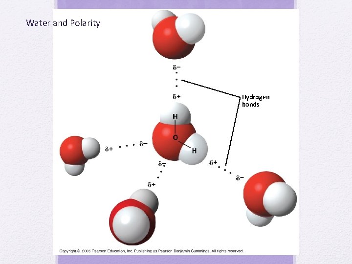 Water and Polarity Hydrogen bonds 