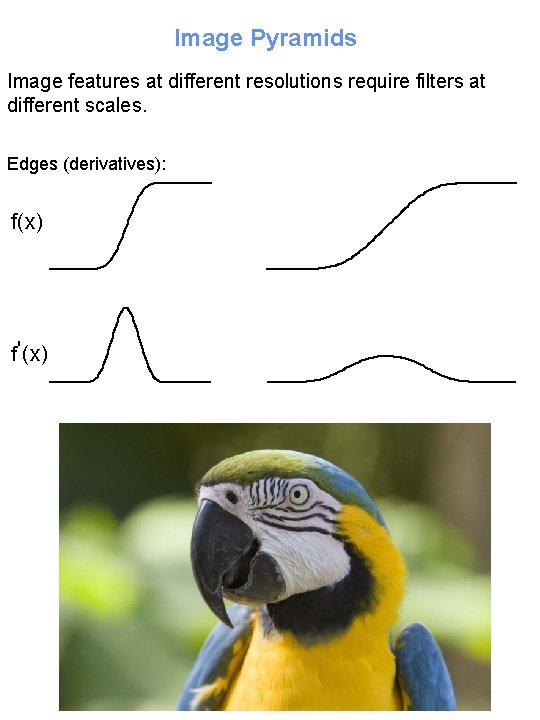 Image Pyramids Image features at different resolutions require filters at different scales. Edges (derivatives):