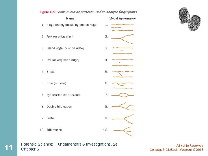 11 Forensic Science: Fundamentals & Investigations, 2 e Chapter 6 All rights Reserved Cengage/NGL/South-Western 11 Forensic Science: Fundamentals & Investigations, 2 e Chapter 6 All rights Reserved Cengage/NGL/South-Western