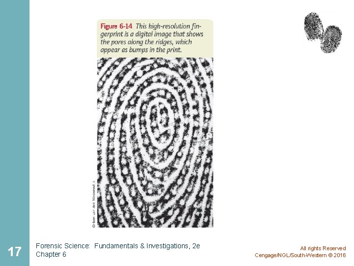 17 Forensic Science: Fundamentals & Investigations, 2 e Chapter 6 All rights Reserved Cengage/NGL/South-Western 17 Forensic Science: Fundamentals & Investigations, 2 e Chapter 6 All rights Reserved Cengage/NGL/South-Western