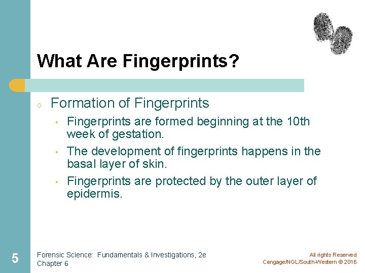 What Are Fingerprints? o Formation of Fingerprints • • • 5 Fingerprints are formed What Are Fingerprints? o Formation of Fingerprints • • • 5 Fingerprints are formed