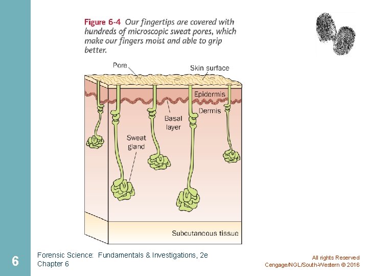 6 Forensic Science: Fundamentals & Investigations, 2 e Chapter 6 All rights Reserved Cengage/NGL/South-Western 6 Forensic Science: Fundamentals & Investigations, 2 e Chapter 6 All rights Reserved Cengage/NGL/South-Western