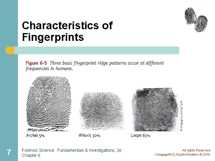 Characteristics of Fingerprints 7 Forensic Science: Fundamentals & Investigations, 2 e Chapter 6 All Characteristics of Fingerprints 7 Forensic Science: Fundamentals & Investigations, 2 e Chapter 6 All