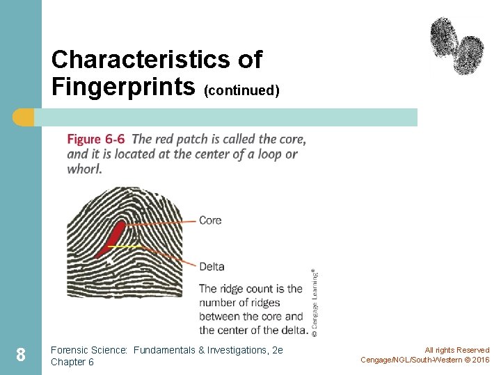Characteristics of Fingerprints (continued) 8 Forensic Science: Fundamentals & Investigations, 2 e Chapter 6 Characteristics of Fingerprints (continued) 8 Forensic Science: Fundamentals & Investigations, 2 e Chapter 6