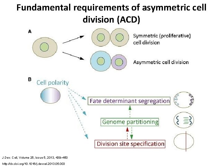 Differentiation and asymmetric divison Sara Tth Ph D