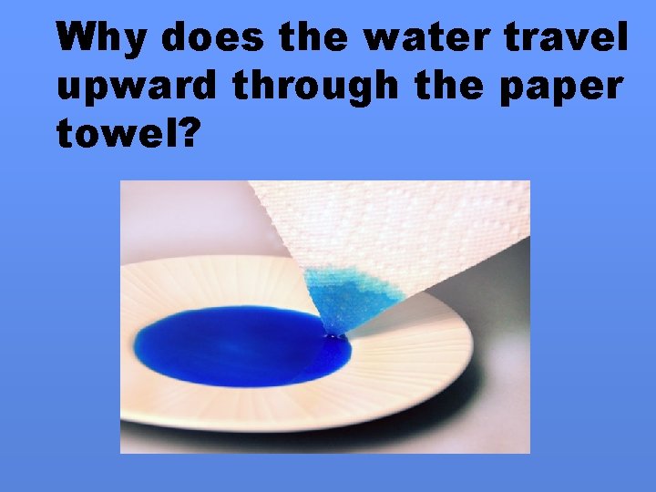 Why does the water travel upward through the paper towel? 