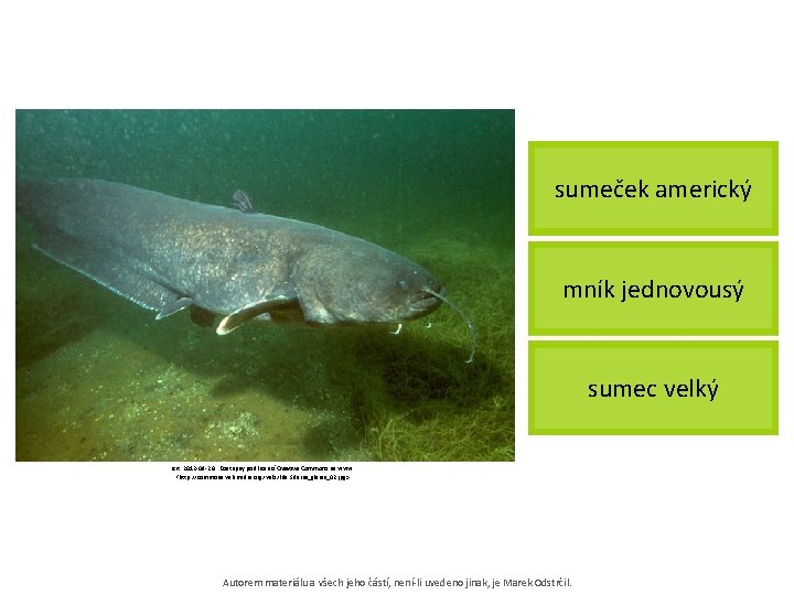 sumeček americký mník jednovousý sumec velký [cit. 2012 -09 -26]. Dostupný pod licencí Creative
