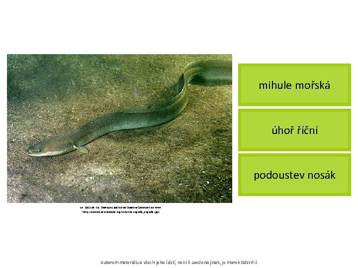 mihule mořská úhoř říční podoustev nosák [cit. 2012 -09 -26]. Dostupný pod licencí Creative