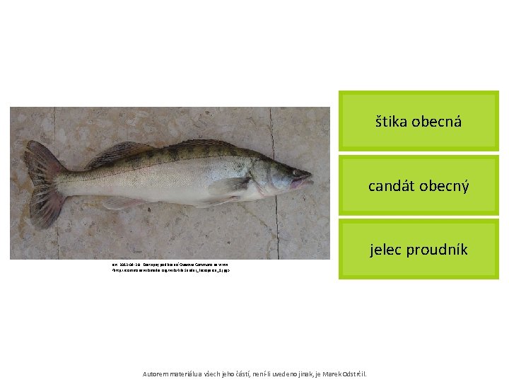 štika obecná candát obecný jelec proudník [cit. 2012 -09 -26]. Dostupný pod licencí Creative