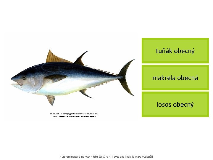 tuňák obecný makrela obecná losos obecný [cit. 2012 -09 -26]. Dostupný pod licencí Creative