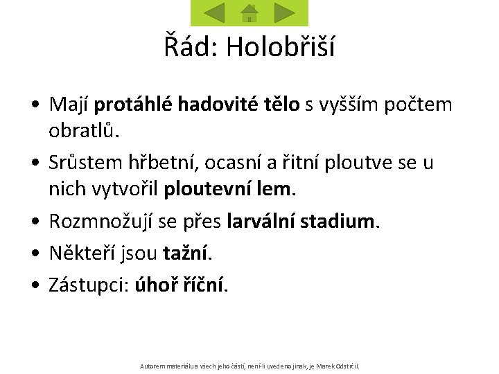 Řád: Holobřiší • Mají protáhlé hadovité tělo s vyšším počtem obratlů. • Srůstem hřbetní,