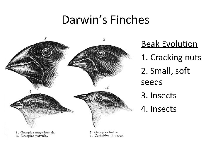 Darwin’s Finches Beak Evolution 1. Cracking nuts 2. Small, soft seeds 3. Insects 4.