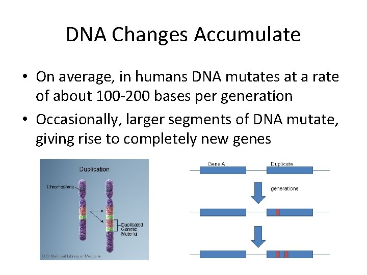 DNA Changes Accumulate • On average, in humans DNA mutates at a rate of