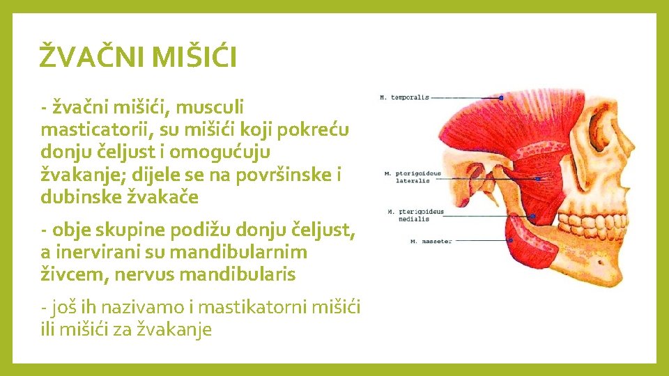 ŽVAČNI MIŠIĆI - žvačni mišići, musculi masticatorii, su mišići koji pokreću donju čeljust i