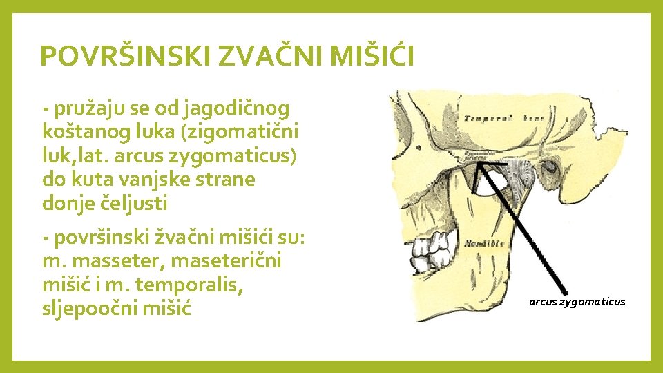 POVRŠINSKI ZVAČNI MIŠIĆI - pružaju se od jagodičnog koštanog luka (zigomatični luk, lat. arcus