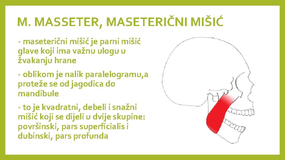 M. MASSETER, MASETERIČNI MIŠIĆ - maseterični mišić je parni mišić glave koji ima važnu