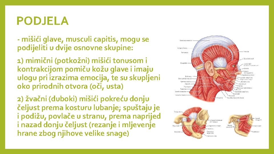 PODJELA - mišići glave, musculi capitis, mogu se podijeliti u dvije osnovne skupine: 1)