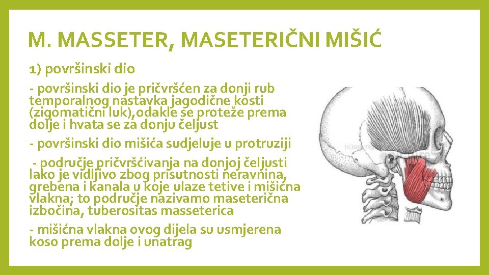 M. MASSETER, MASETERIČNI MIŠIĆ 1) površinski dio - površinski dio je pričvršćen za donji