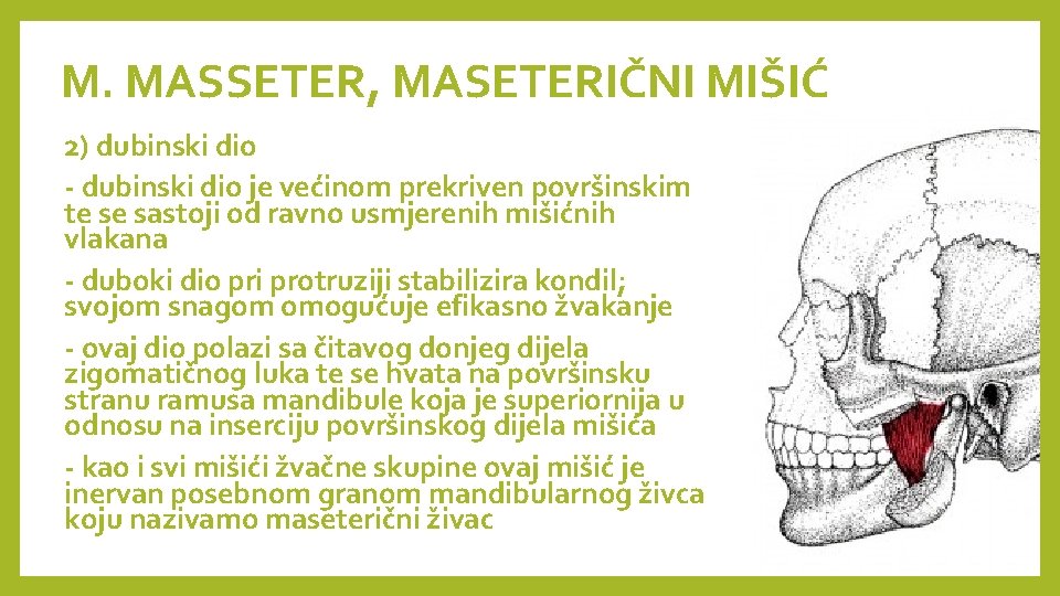 M. MASSETER, MASETERIČNI MIŠIĆ 2) dubinski dio - dubinski dio je većinom prekriven površinskim