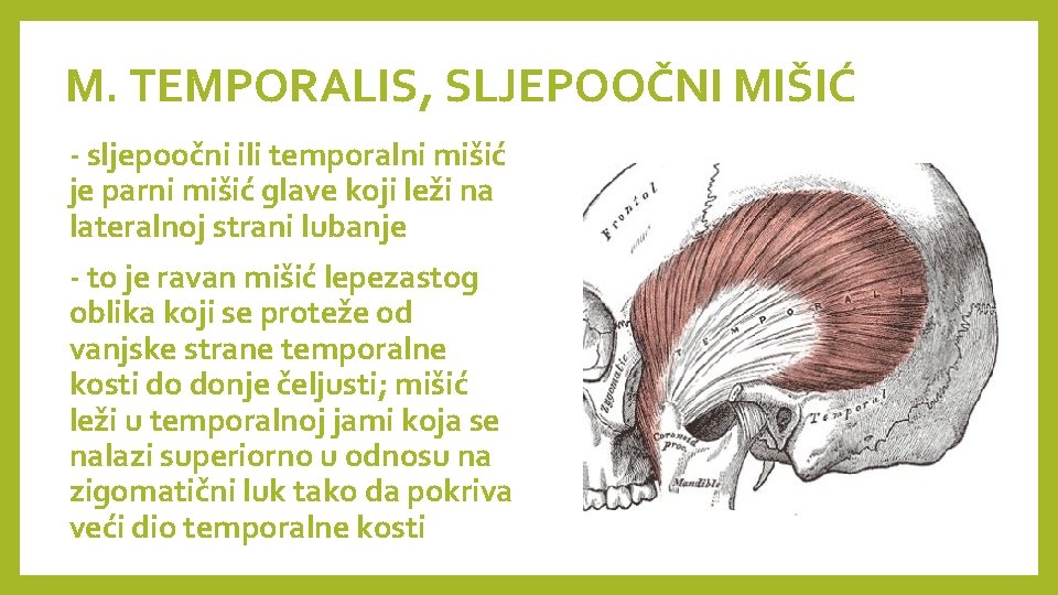 M. TEMPORALIS, SLJEPOOČNI MIŠIĆ - sljepoočni ili temporalni mišić je parni mišić glave koji