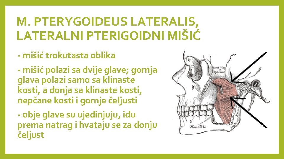 M. PTERYGOIDEUS LATERALIS, LATERALNI PTERIGOIDNI MIŠIĆ - mišić trokutasta oblika - mišić polazi sa