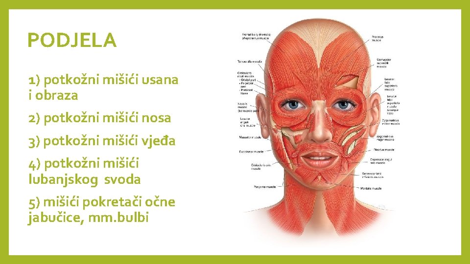 PODJELA 1) potkožni mišići usana i obraza 2) potkožni mišići nosa 3) potkožni mišići
