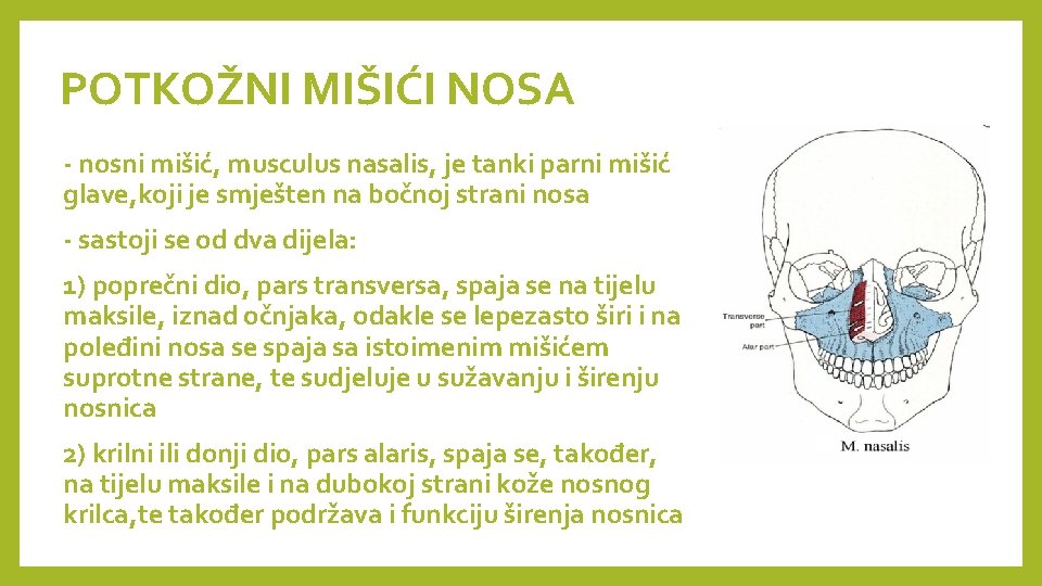 POTKOŽNI MIŠIĆI NOSA - nosni mišić, musculus nasalis, je tanki parni mišić glave, koji