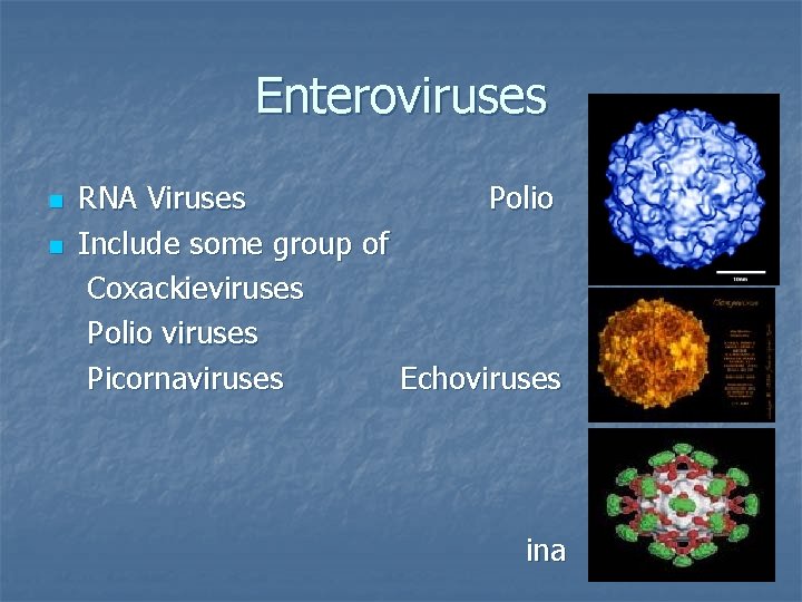 Enteroviruses n n RNA Viruses Polio Include some group of Coxackieviruses Polio viruses Picornaviruses