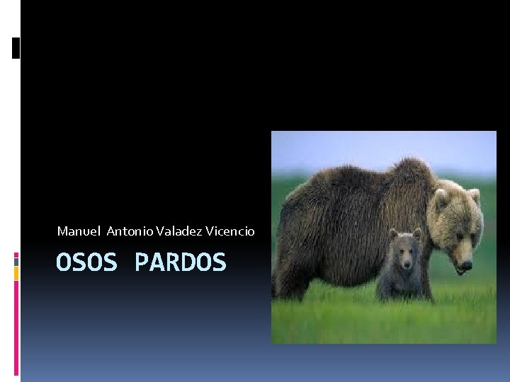Manuel Antonio Valadez Vicencio OSOS PARDOS 