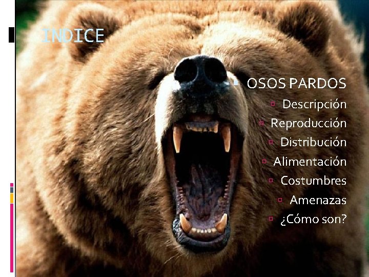 INDICE OSOS PARDOS Descripción Reproducción Distribución Alimentación Costumbres Amenazas ¿Cómo son? 