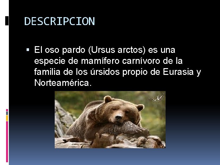DESCRIPCION El oso pardo (Ursus arctos) es una especie de mamífero carnívoro de la