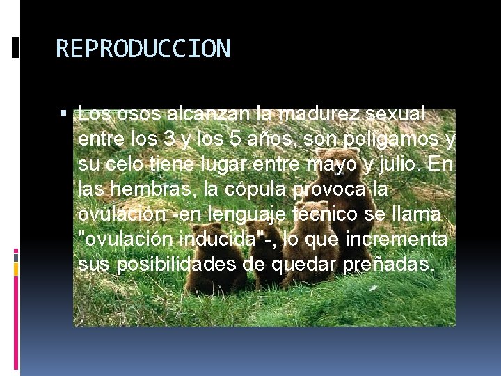 REPRODUCCION Los osos alcanzan la madurez sexual entre los 3 y los 5 años,