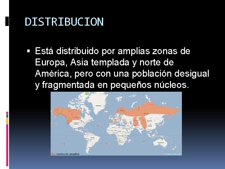 DISTRIBUCION Está distribuido por amplias zonas de Europa, Asia templada y norte de América,