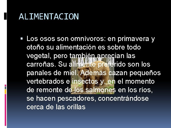 ALIMENTACION Los osos son omnívoros: en primavera y otoño su alimentación es sobre todo