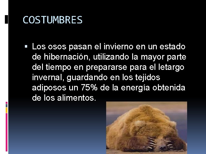 COSTUMBRES Los osos pasan el invierno en un estado de hibernación, utilizando la mayor