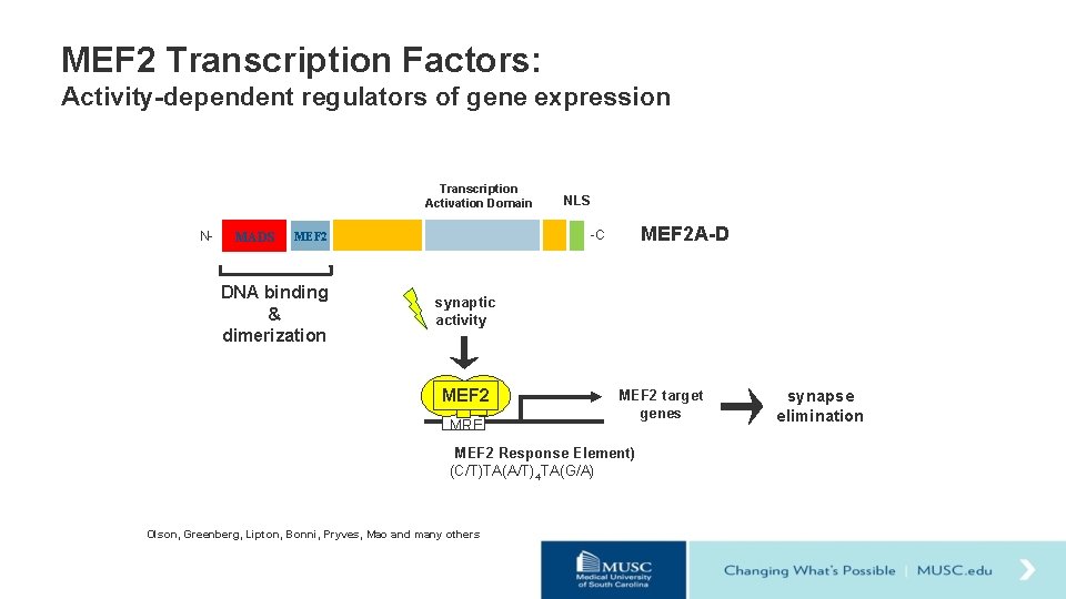 MEF 2 Transcription Factors: Activity-dependent regulators of gene expression Transcription Activation Domain N- MADS